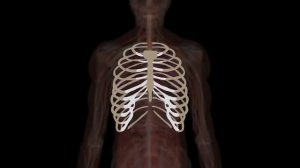 How Your Body Works! | KLT Anatomy