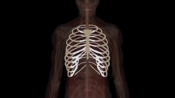 How Your Body Works! | KLT Anatomy