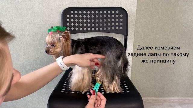 Мерки собаки: длина лап. смотреть онлайн