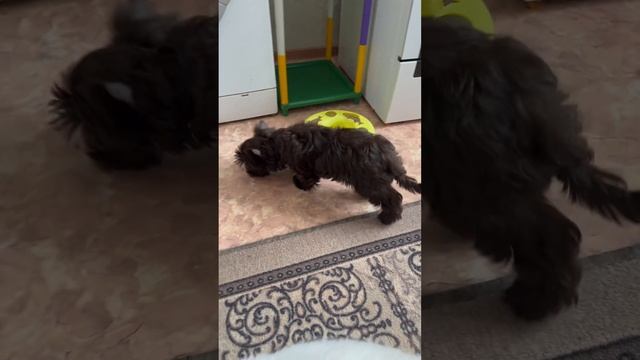 Наши щенки шоколадного йорка смотреть онлайн