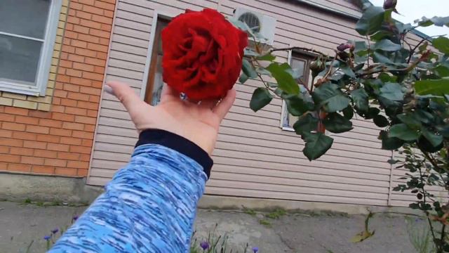 Ейск утопает в цветах! Ирисы, розы буйство красок 🌹🌿 смотреть онлайн