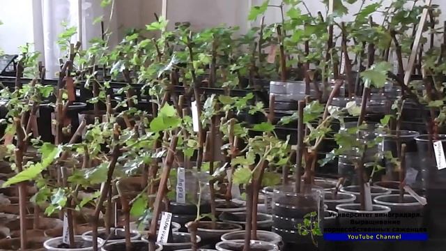 1. Вступление или как изучать уроки по выращиванию корнесобственных саженцев винограда. смотреть онлайн