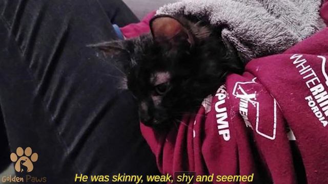 The Battered Cat Burrowed Into the Fallen Leaves and Trembled with Fear смотреть онлайн