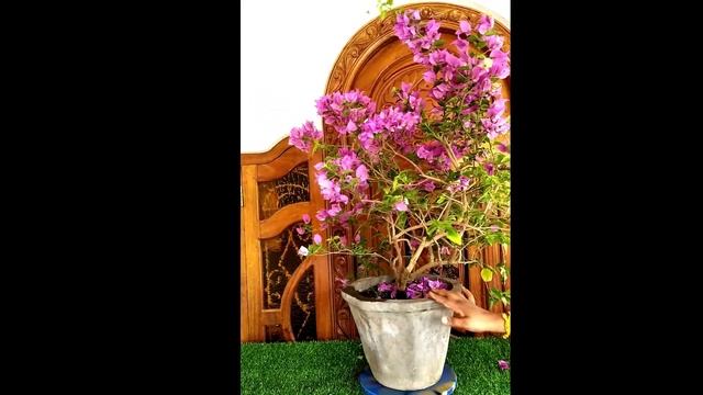 #Shorts/ Bougainville Plant//Blooming Bougainvillea Plant/Garden4u смотреть онлайн