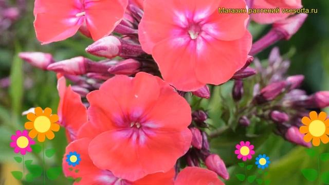 Флокс метельчатый Фойербаль. Краткий обзор, описание характеристик phlox paniculata Foierbal смотреть онлайн