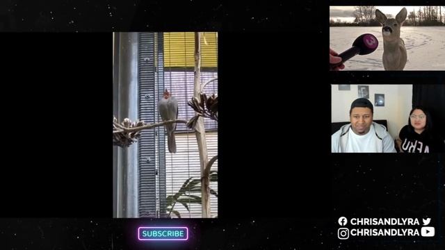 TRY NOT TO LAUGH - Random Memes #13 | Couple Reacts смотреть онлайн