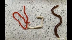 Силиконовые черви, мотыли и опарыши для рыбалки: обзор искусственных насадок для ловли, ... | #Обзо