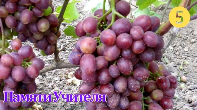 ТОП 10 ЛУЧШИХ СОРТОВ ВИНОГРАДА 2018 года(Top of the best grapes in 2018), лучшие сорта винограда смотреть онлайн