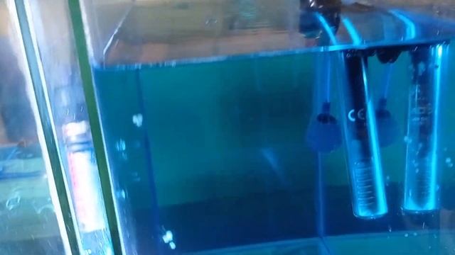Крапчатый сомик Икра Личинка Разведение коридорасов смотреть онлайн