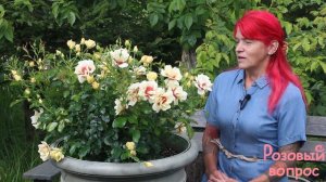 Роза Глориус Бэбилон Айз  Первое цветение