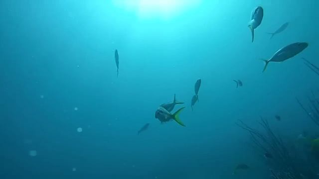 Hotel Melia Cayo Coco Cuba - Scuba смотреть онлайн