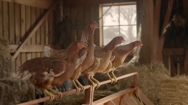 Tigerair Crazy Chicken ad!!!! смотреть онлайн