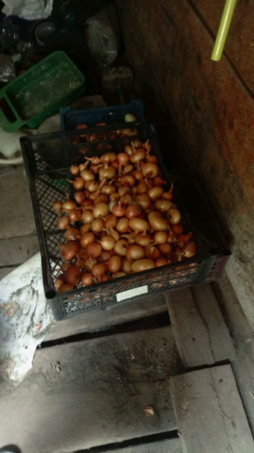 лаокоар