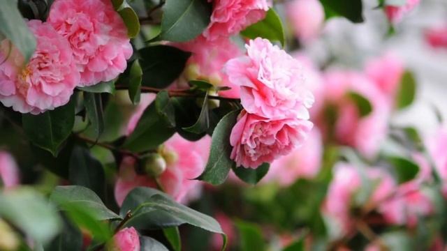 Top Most Beautiful Camellias -  Camellia Flowers - Camellia - PART 1..