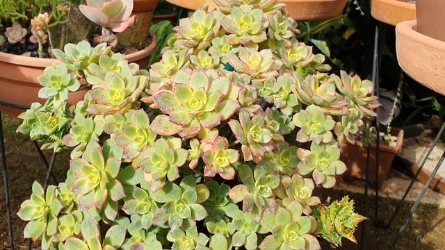 10 SUCULENTAS FÁCEIS QUE NÃO DAO TRABALHO NO JARDIM смотреть онлайн
