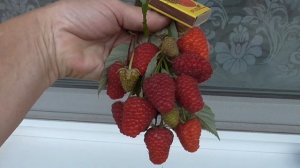 ВАЙОЛЕТ. . Ремонтантная малина, удивившая размером ягоды.  Голландский сорт.