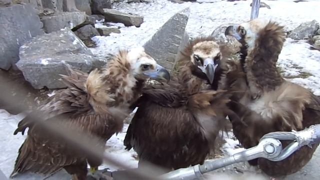 Когда третий - не лишний. Плешивенькое лысое любвеобильное трио: весенние чёрные грифы. :)) смотреть онлайн