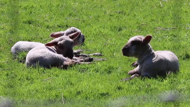 The Lamb by John Tavener смотреть онлайн
