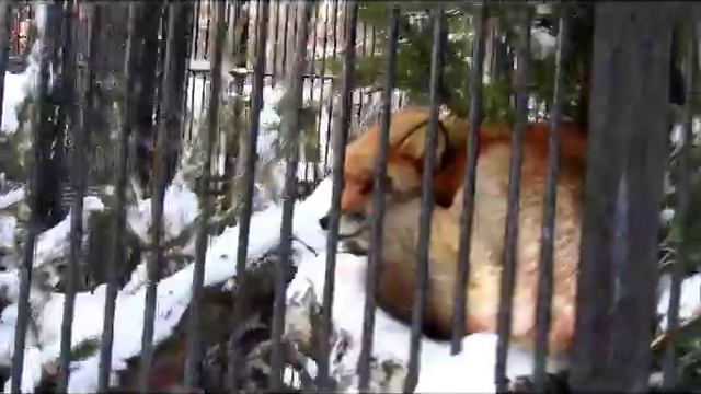 Рысь Лисы Корсак Пони 02.0118 смотреть онлайн