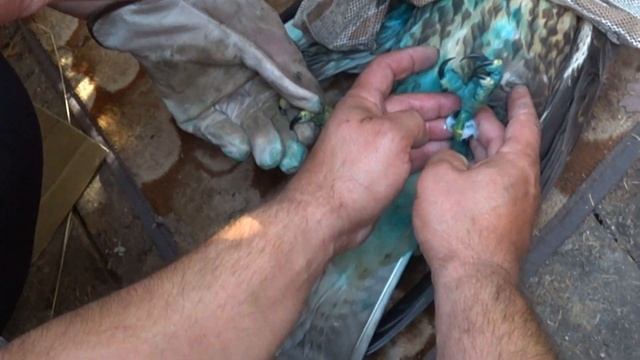 Ястреб. Раненый ястреб вышел к людям