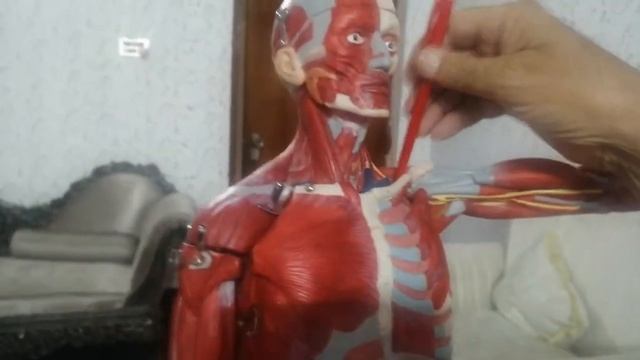 Axillary lymph Nodes смотреть онлайн