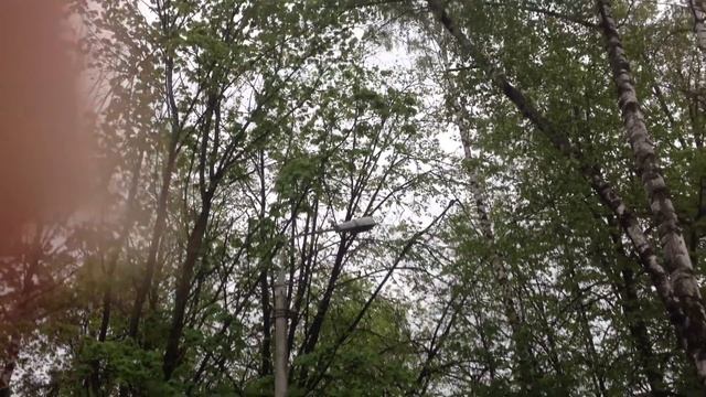 Дятел стучит по фонарному столбу смотреть онлайн