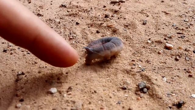 Гусеница танцует смотреть онлайн