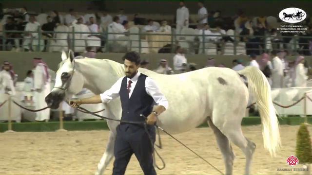 N 55 JALEELAH MJ The 13th Makkah International Region Championship Fillies 2 Years Old Class 2B смотреть онлайн