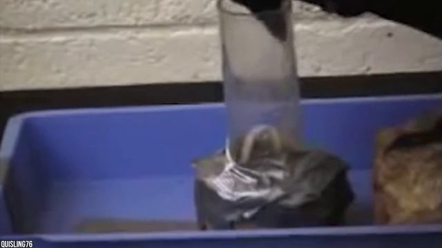 10 Moments Of Animal Genius смотреть онлайн