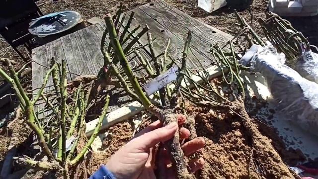 Шок! Посылка роз от Меховских, это надо видеть!!! смотреть онлайн