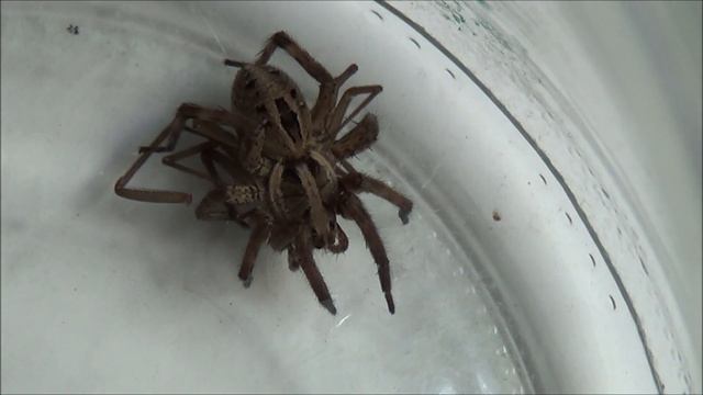 Brown recluse vs Wolf spider who will win? смотреть онлайн