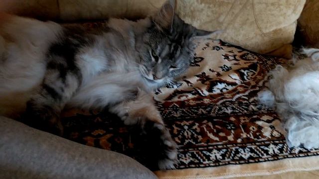 Кошачья шерсть смотреть онлайн