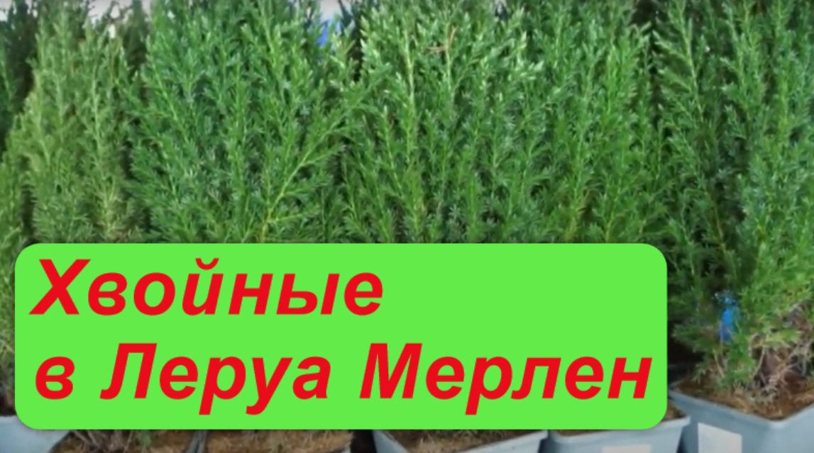 Хвойные в Леруа Мерлен: какие выбрать? смотреть онлайн