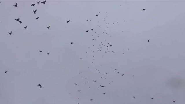 Полеты голубей Скударя Паши г. Мариуполь смотреть онлайн