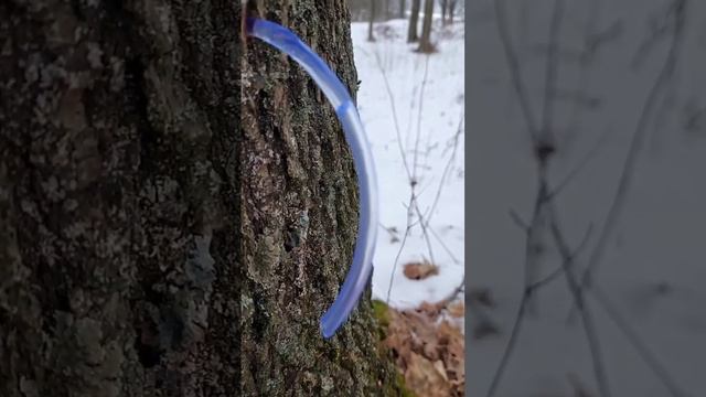 Как собирать клёновый сок! #кленовыйсироп #кленовыйсок #клёновыйсок #каксобиратькленовыйсок смотреть онлайн