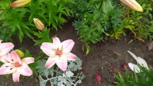 Коллекция лилий в частном саду (150 сортов)