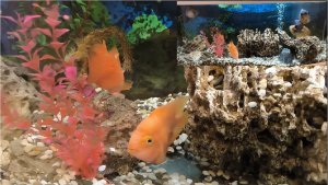 Аквариум. Рыбки в аквариуме. Релакс.