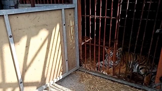 Тигрюля.Спокойная и невозмутимая,лапы здоровые и можно бегать смотреть онлайн