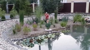 СОЗДАНИЕ ПРУДА #ПОСАДКА ВОДНЫХ РАСТЕНИЙ