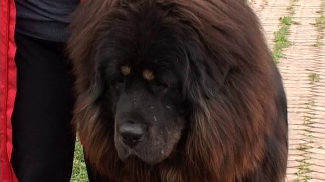 Нижегородский племенной питомник РКФ. смотреть онлайн