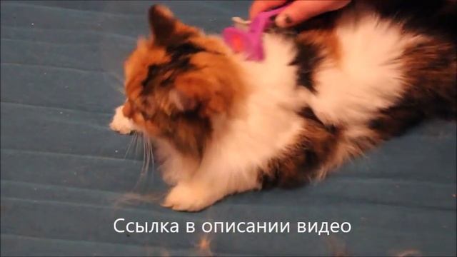 фурминатор для кошек в спб смотреть онлайн