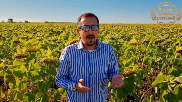 ?☝️?Семена гибриды подсолнечника ? Подсолнечник под экспресс ? Подсолнечник классический ?☝️? смотреть онлайн