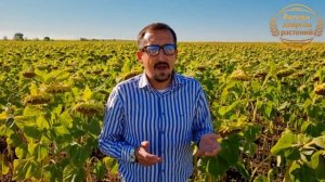 ?☝️?Семена гибриды подсолнечника ? Подсолнечник под экспресс ? Подсолнечник классический ?☝️?