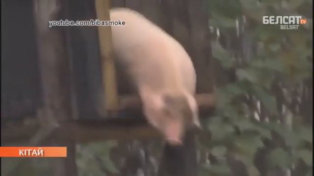 Смешная подборка видео про животных   Funny Animals Videos HD