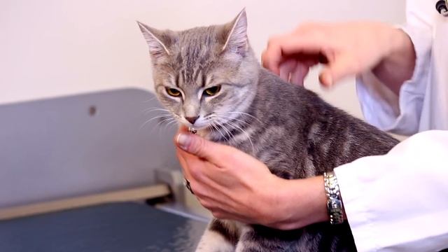 How to Check Your Pet's Hydration смотреть онлайн