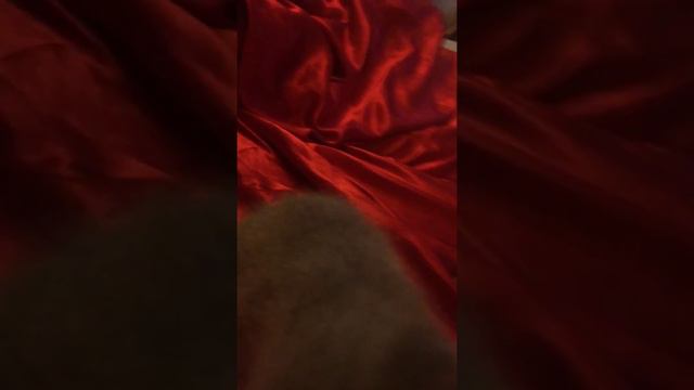 Русские голубые котята