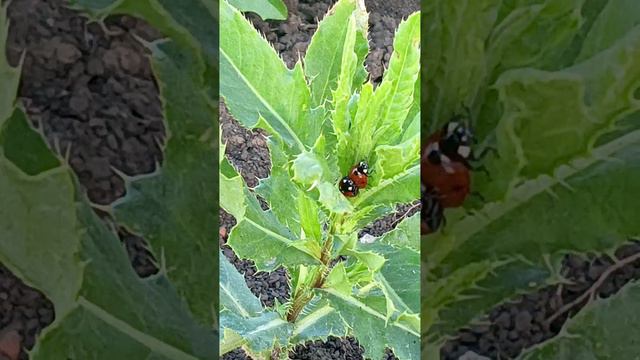 18+ ВИДЕО НЕ ОБМАН 🔞🔞🔞 смотреть онлайн