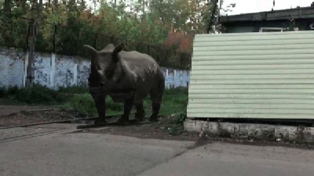 Шокирующее видео - Носорог в Красноярске смотреть онлайн