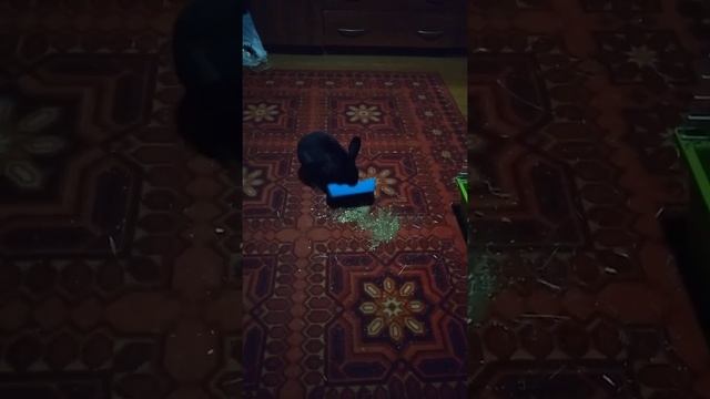 #КАК ДРЕССИРОВАТЬ ДИКОЕ АГРЕССИВНОЕ ЖИВОТНОЕ В ДОМАШНИХ УСЛОВИЯХ#ДРЕССИРОВАННЫЙ ЗАЯЦ# смотреть онлайн