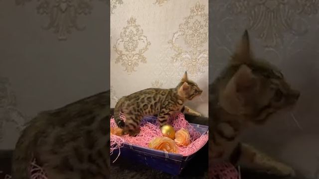 Питомник Бенгальских кошек ДОМАШНИЙ ЛЕОПАРД. Кошечка Луиза Марсель